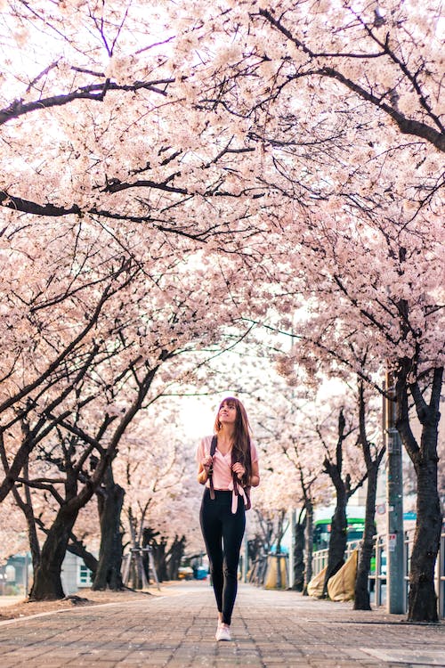 Spring Cherry Blossoms Seoul International Visitors Centre